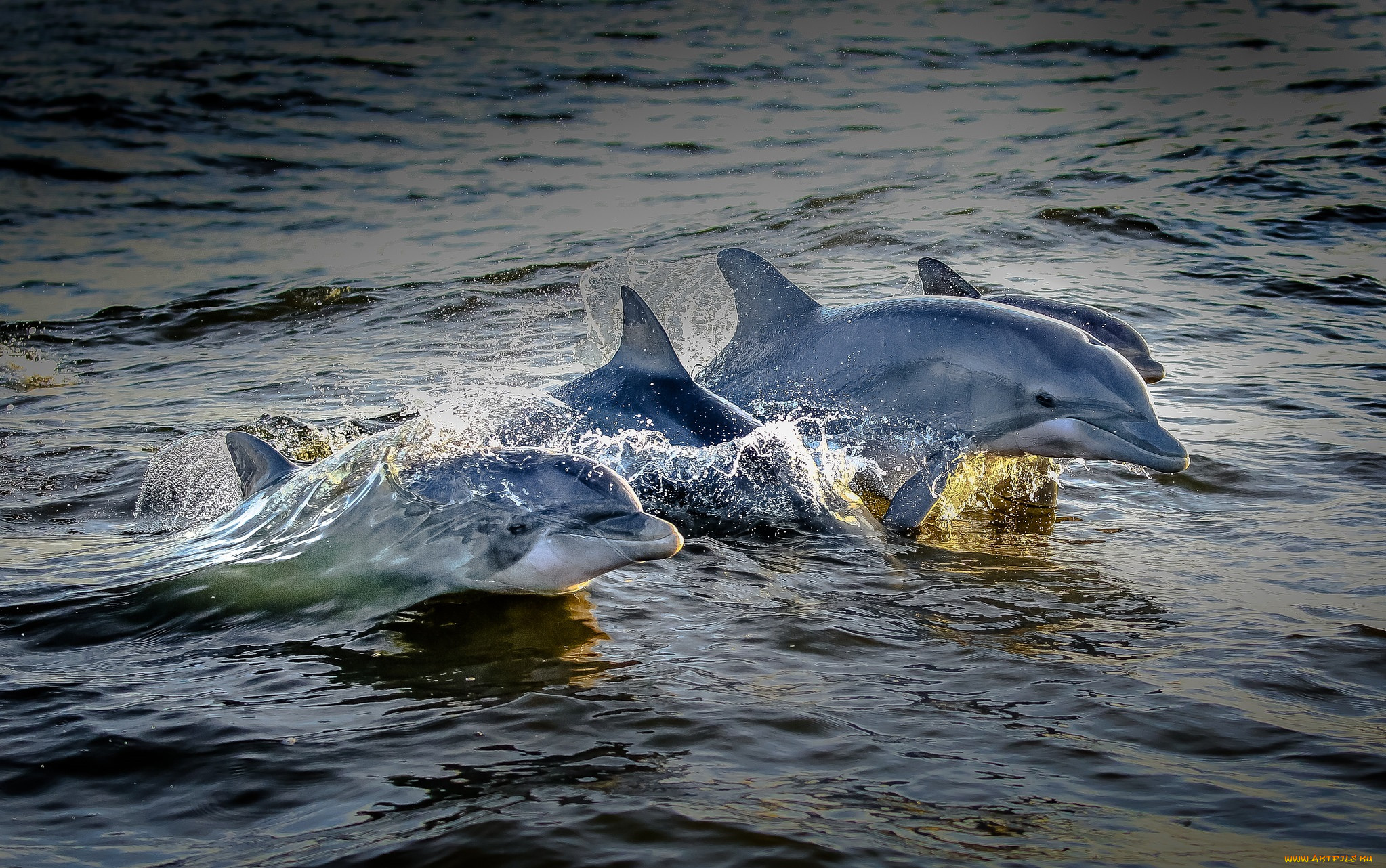 Живая природа дельфины. Дельфин-Афалина. Дельфин Балтийского моря. Черноморская Афалина стая. Дельфины Охотского моря.